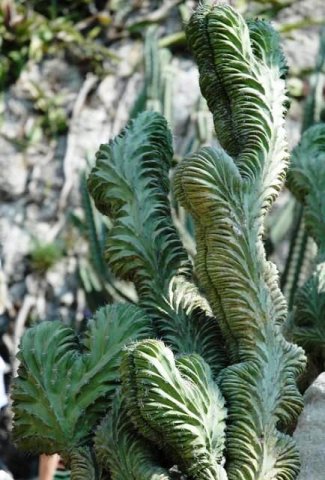 Polaskia_chichipe_cristata